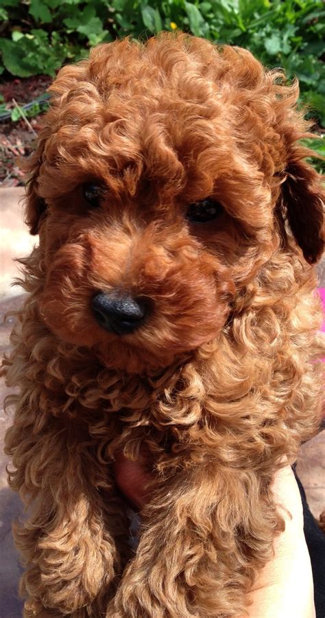 These Are All Puppies From West Coast Poodles Red Poodle Puppy