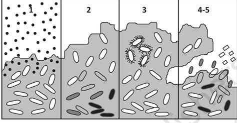 Illustration Of The Hypothesized Mechanisms Of Biofilm Resistance