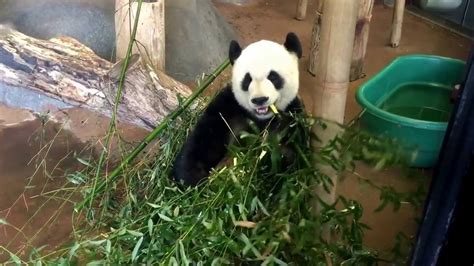 Panda Eating Bamboo Youtube