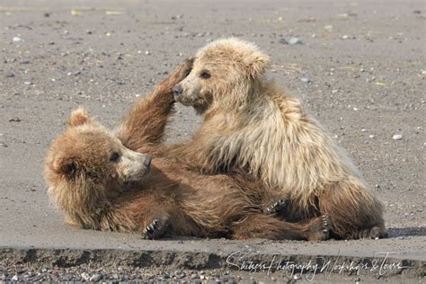 Grizzly Bear Cubs Playing Cook Inlet Shetzers Photography