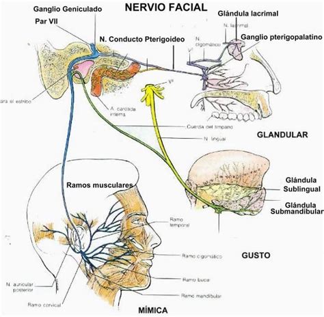 Nervio Facial Nervio Facial Nervio Nervios Craneales Porn Sex Picture