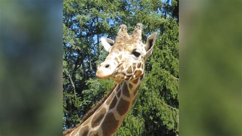 Plumpton Park Zoos Jimmie The Giraffe Has Died