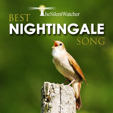 ‎best Nightingale Song Realtime Bird Song And River Sounds By