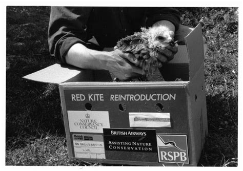 A Conservation Success Story The Reintroduction Of Red Kites 30 Years