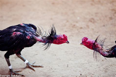 Cockfighting In Rural Thailand Jack Kurtz Photojournalist And Travel