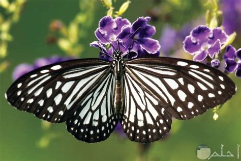 اجمل الصور عن الفراشات