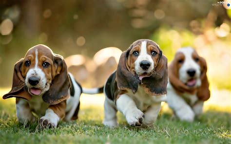 Both beagles and basset hounds were originally bred as hunting dogs. puppies, Basset Hound, Three - Dogs wallpapers: 1920x1200