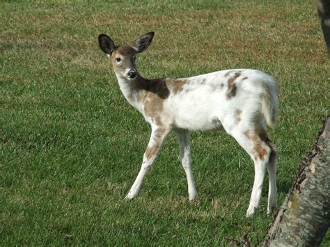 Piebald Whitetail Deer