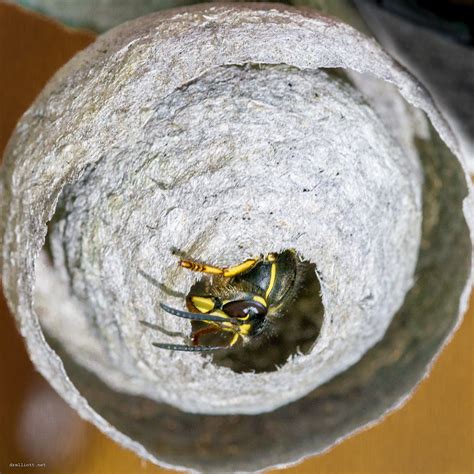 Wasp Nest Wasp Starting A Nest In The Shed David Elliott Flickr