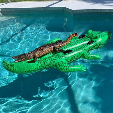 Click Orlando Publishes Fake News About An Alligator In A Pool