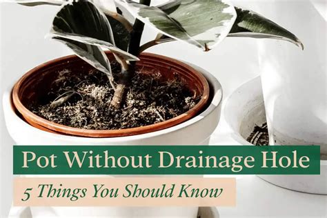 Should All Plant Pots Have Drainage Holes Best Drain Photos Primagemorg