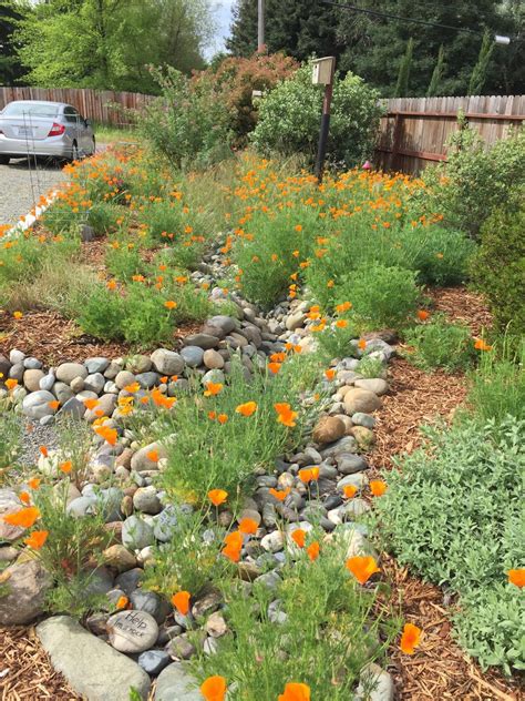 The Watershed Approach To Landscaping California Native Plant Society