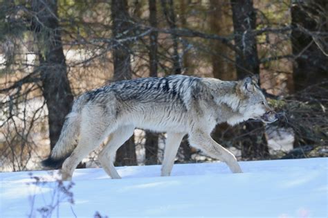 More than thirty subspecies of canis lupus have been recognized. Could Duluth cop have tranquilized, not shot snared wolf ...