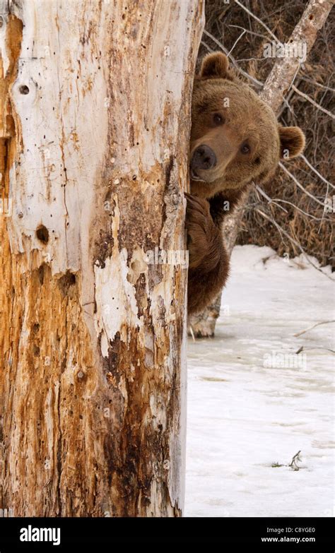 Grizzly Bear Ursus Arctos Horribilis Hiding Behind A Tree Stock Photo