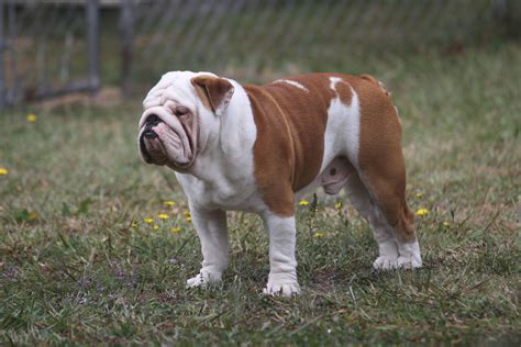 Nice British Bulldog Stud Dog - Snub Nosed K9's - Dogs for Sale NZ & AUS