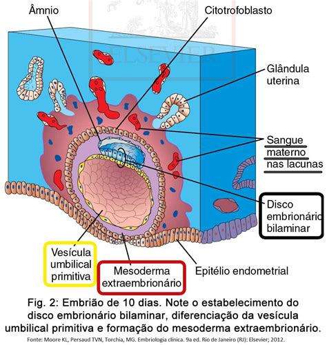 Embriologia Básica Embrionhands