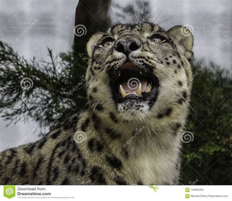 Snow Leopard Face Stock Image Image Of Immature Buckskinman 104945455