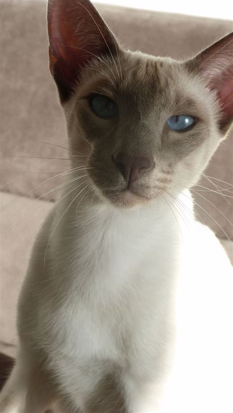 Siamese Cat Lilac Point Siamese Kittens Kittens Cutest Cats And
