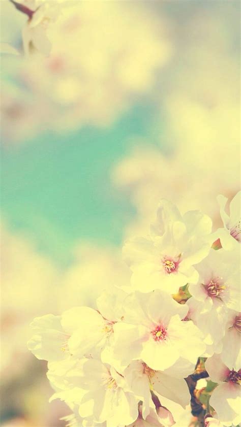 Download Iphone Wallpaper Cherry Blossom By Christinanoble Cute