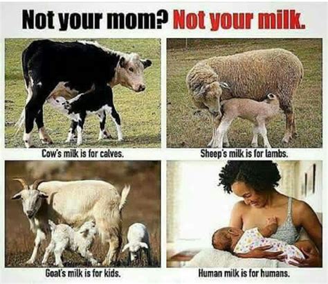 We Are Not Supposed To Be Drinking Cows Milk