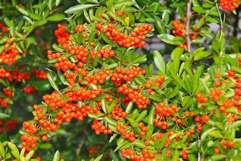 Tree With Small Red Berries Australia Trista Ventura