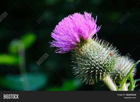 Spear Thistlecirsium Image And Photo Free Trial Bigstock