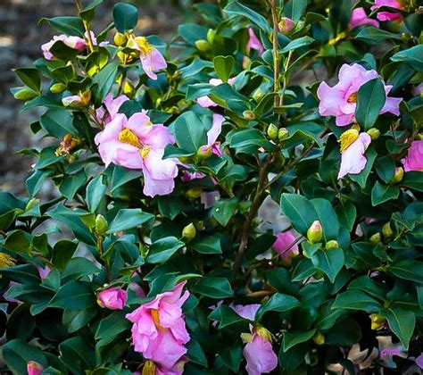 Pink Icicle Camellias For Sale Online The Tree Center