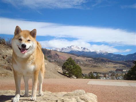 Health tested, family raised & excellent family pets is our priority! Colorado Shiba Inu | PETSIDI