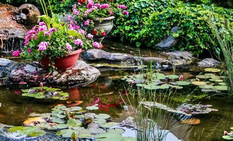 Scarica questa immagine gratuita di fiore acquatici ninfee dalla vasta libreria di pixabay di immagini e video di pubblico dominio. 5 piante per un giardino acquatico fiorito in primavera ...