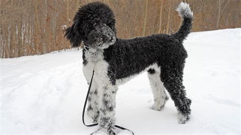 Fundraiser By Dale Bernstein Emma Our Tuxedo Standard Poodle
