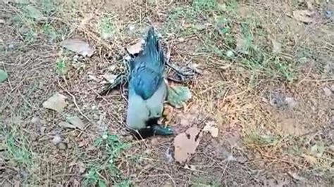 Rajasthan Wildlife Dept Issues Bird Flu Alert After Death Of Crows Hindustan Times