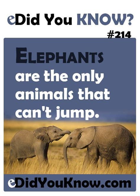Did You Know Facts About Animals Did You Know 214 · Animals Did You