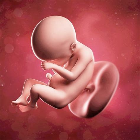 Tamaño bebe firearm semanas inconveniente. Como Se Ve Un Bebe De 22 Semanas De Gestación - Consejos ...