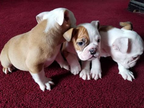 Yoda is the perfect english bulldog puppy. 10 weeks old lovely English Bulldog Puppy in Seattle, Washington - Puppies for Sale Near Me