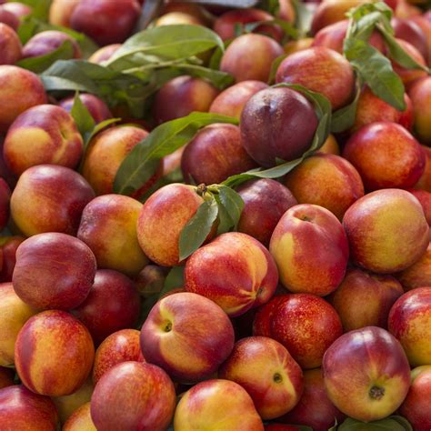 16 Proven Health Benefits Of Eating Nectarines Everyday How To Ripe