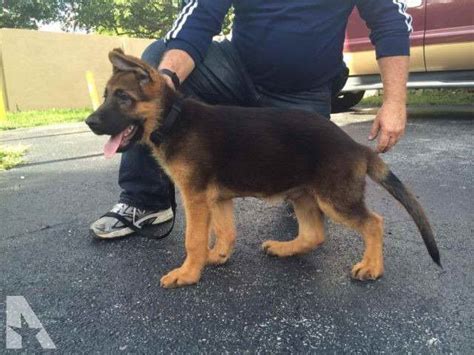 German Shepherd Puppies Miami For Sale Petsidi