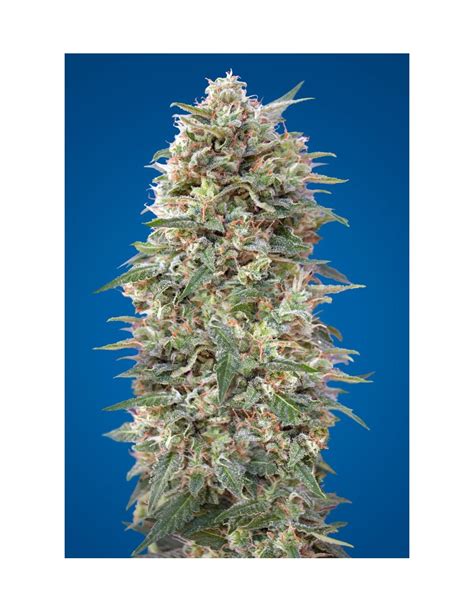 Buy California Kush From 00seeds Bank At Oaseeds