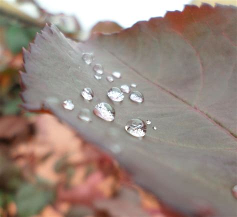 And some more raindrops,,, | Plant leaves, Pretty photos, Plants