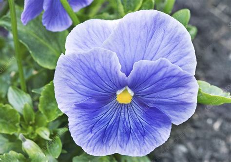 Pansy Viola Delta True Blue Flower Stock Image C0479749