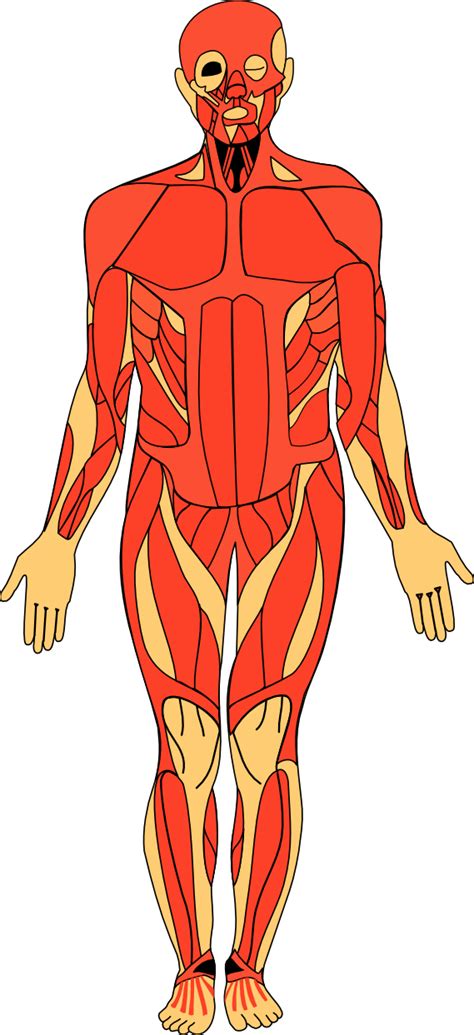 Free Free Anatomy Images Download Free Free Anatomy Images Png Images