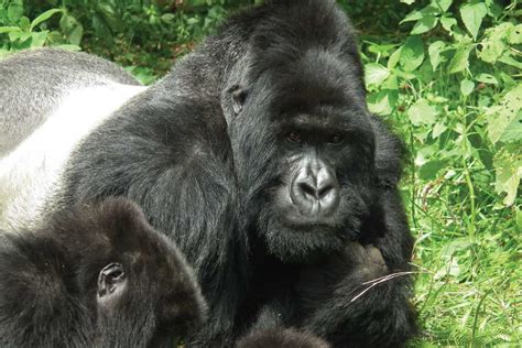Titus Gorilla Group Members Silverback Details And History