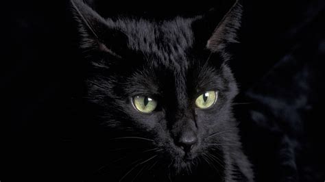 43 Black Cat Eyes Wallpaper Wallpapersafari