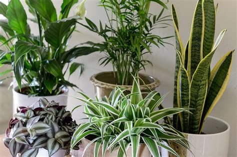 Healthy House Plants A Complete Guide To Gardening Indoors