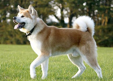 Japanese Akita Inu Dog Breeds Facts Advice And Pictures Mypetzilla Uk