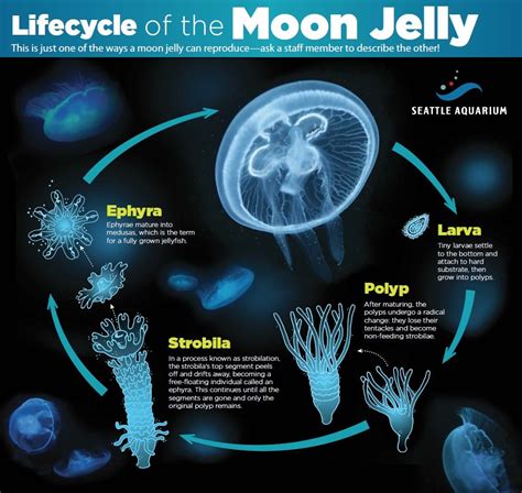 Medusa Life Cycle