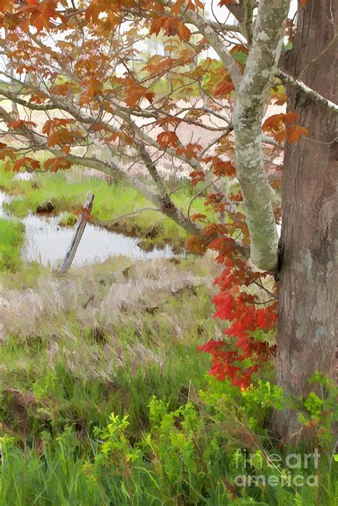 Scarboro Marsh Photograph By Sharon Seaward Fine Art America