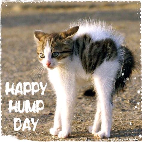 Wednesday Humor Happy Hump Day Animal Funny Cute Cat Halfway