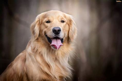 Pies Pies Golden Retriever Uśmiech Jęzor