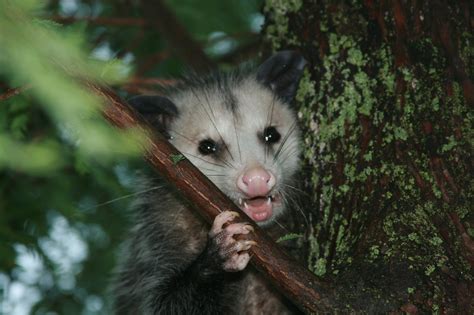 Opossum Removal And Control Animal Control Specialists