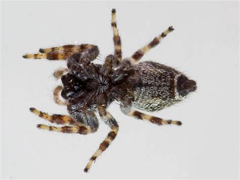 Tennessee Jumping Spider Bugguidenet